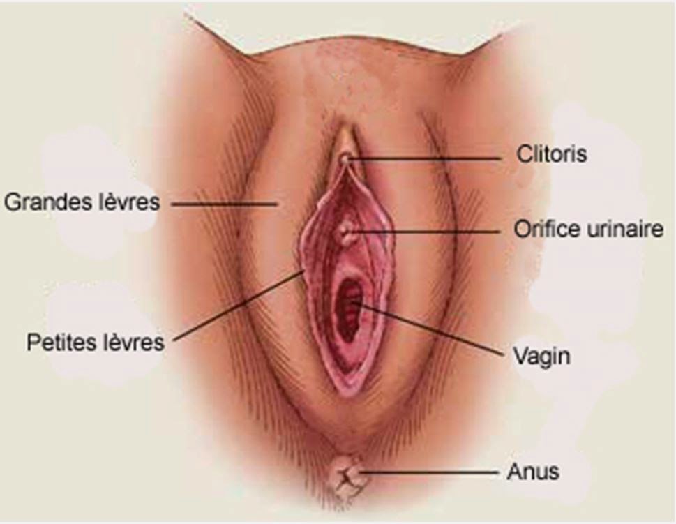 Cancer De La Vulve Service De Gyneco Obstetrique De L Hopital Lariboisiere