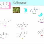 cathinones